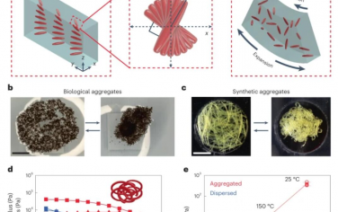 Nature Materials：由形状变化聚合物的集体作用形成的材料组装