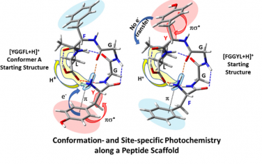 JACS：质子化肽分子的位点选择性光化学断裂