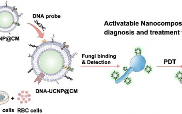 Biomaterials：仿生和多功能纳米复合物用于实现精准的真菌诊疗