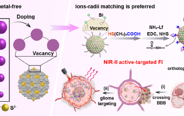 Nano Lett：异离子半径匹配产生强发光的铋-Ag2S纳米晶体用于对原位胶质瘤进行穿透颅骨的NIR-II成像