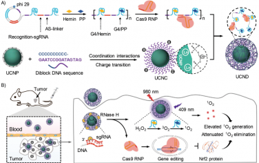 Adv. Mater：DNA/上转换纳米颗粒复合物用于可控共递送CRISPR-Cas9和光动力制剂以实现癌症协同治疗