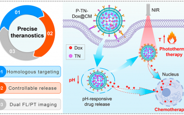 ACS Nano：响应多重刺激、细胞膜伪装的AIE纳米凝胶用于精准的化学-光热协同肿瘤治疗