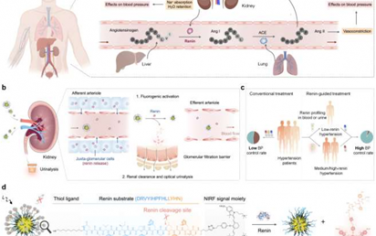 Angew：利用荧光纳米探针对肾素活性进行分子成像以实现精准降压治疗