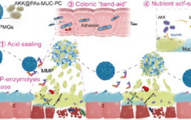 ACS Nano：自适应胃肠道和自供营养的嗜粘蛋白阿克曼氏菌-明胶多孔微凝胶用于协同治疗溃疡性结肠炎