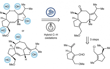 Nature Chem：化学催化-酶催化模块化合成Fusicoccane