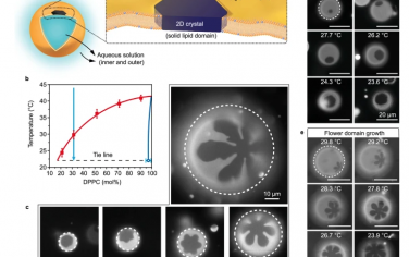 Nature Communications：在弯曲的流体囊泡膜中生长的花形2D晶体