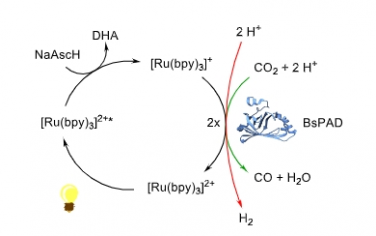 Angew：使用 CO2 结合酶进行光催化 CO2 还原