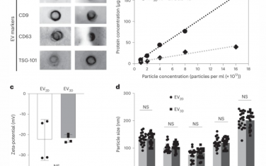 Nature Nanotechnology：细胞外小泡的细胞摄取和体内分布的蛋白质电晕依赖性