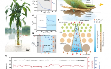 Science Advances：受植物启发，通过吸湿-蒸发循环实现可持续和高性能的织物生成器