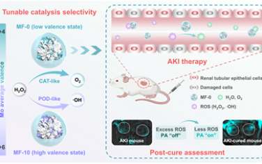 Nat. Commun：对氧化钼纳米酶进行价态工程化和催化选择性调节以用于急性肾损伤治疗和治疗后评价