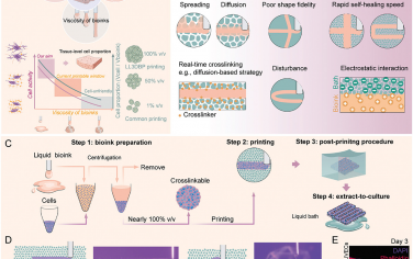 Adv. Mater.: 液体颗粒浴中液体高细胞比例生物墨水的3D生物打印