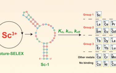 JACS：设计DNA适配体检测稀土金属