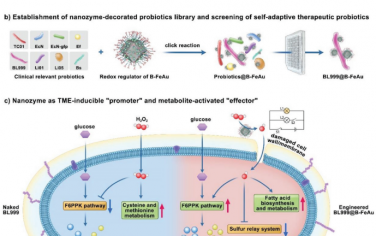 Adv. Mater：利用可转换的“纳米启动子”和“纳米效应子”对临床相关益生菌进行工程化以用于精准肿瘤治疗