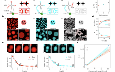 Nature Nanotechnology：可编程RNA缩合物和合成细胞器的共转录生产