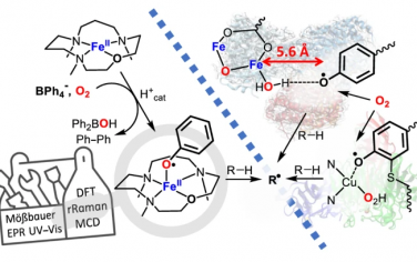 Nature Chem：高自旋Fe(II)中心捕获酚氧自由基