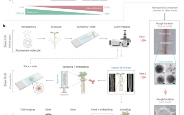 Nature Protocol：植物根部纳米颗粒的精确追踪