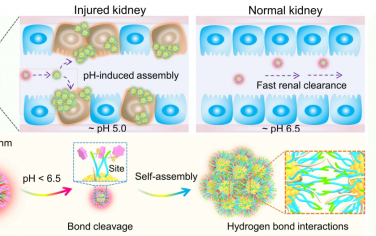 Angew：肾内pH响应性发光金纳米粒子自组装用于诊断早期肾损伤