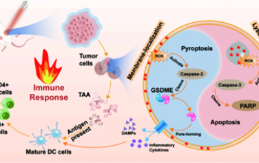 Nano Lett：时空编程策略使碳点光敏剂能够调节细胞焦亡以增强肿瘤光动力-免疫治疗