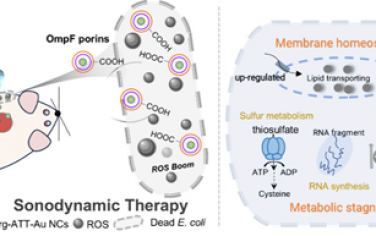Nano Lett：通过提高声动力活性和外膜穿越能力增强金纳米簇的抗菌效率