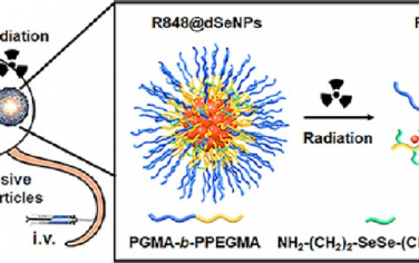 ACS Nano：内核交联的联硒化物纳米粒子辐射响应性递送Toll样受体7/8激动剂以用于放射免疫治疗
