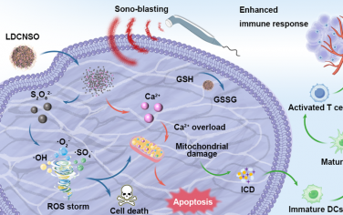 Nano Lett：声爆触发的氧化应激级联放大用于增强肝细胞癌介入治疗