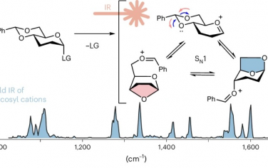Nature Synthesis：低温红外光谱表征糖苷化反应的立体选择性机理