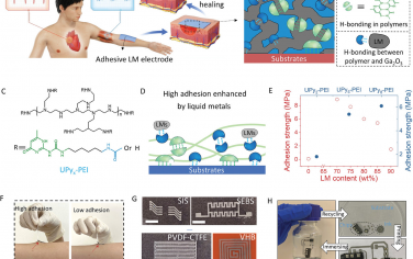 AFM：用于多功能表皮生物电子学的液态金属增强高粘附性电极