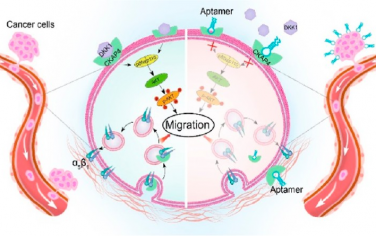 JACS：用适配体抑制剂调节细胞信号传导以阻止癌症转移
