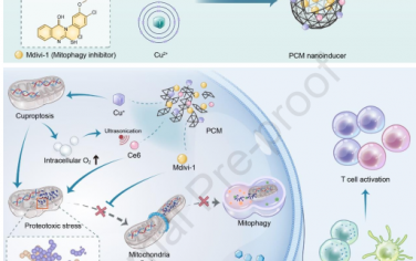 Biomaterials：铜死亡纳米诱导剂驱动的蛋白毒性应激可激活mtDNA-cGAS-STING信号以增强免疫治疗