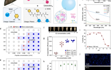 Nature Commun：酚稳定凝聚物酶触发药物递送