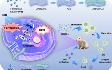 Angew：诱导铁死亡的砷-铱纳米平台用于胰腺癌的协同免疫治疗
