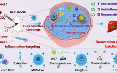 ACS Nano：生物大分子工程化的干细胞衍生外泌体用于治疗CCl4和极量肝切除术诱导的急性肝衰竭