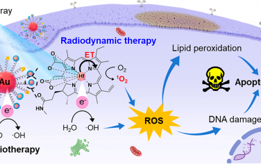 ACS Nano：螯合铪(Hf)、卟啉修饰的金纳米增敏剂用于增强结肠癌的放射-放射动力学治疗