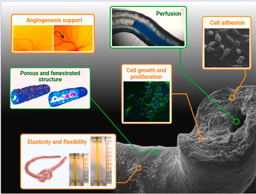 Bioactive Materials：先进的PEG酪胺生物材料墨水，通过同轴打印实现可灌注和柔性小直径血管结构的精确工程