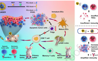 Biomaterials：放疗-免疫调节纳米平台可触发肿瘤相关抗原的产生以实现远端效应和持续的免疫记忆