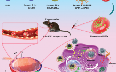 Adv. Mater：双载药纳米工程型红细胞可阻断SARS-CoV-2假病毒进入肺ACE2+细胞