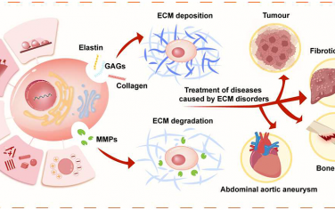 ACS Nano综述：纳米材料对细胞外基质的合成和降解的影响