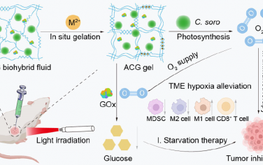 Nano Lett：原位形成的微藻集成活性凝胶可通过光合作用产氧增强肿瘤饥饿治疗和免疫治疗