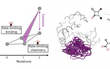 Nature Catalysis：异位显性是由于酶进化改变决速步骤导致