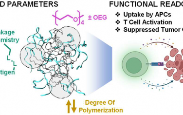 JACS：蛋白质模拟聚合物可触发有效的抗原特异性T细胞应答以限制肿瘤生长