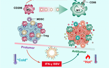 ACS Nano：工程细菌仿生囊泡可重编程TAMs和重塑TME以促进先天和适应性抗肿瘤免疫应答