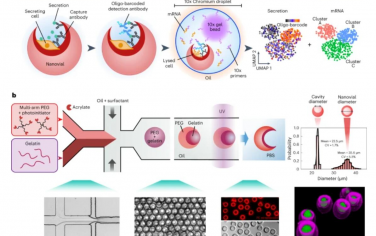 Nature Nanotechnology：使用SEC-seq将生长因子分泌物和纳米瓶中单个细胞的转录组关联起来