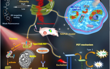 Angew：靶向内质网的黏性敏感型半花菁染料用于诊断非酒精性脂肪肝和癌症光动力治疗