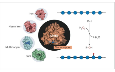 Nature Reviews Chemistry：裂解多糖单加氧酶拓展金属酶的催化前景