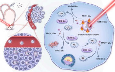 JACS：NIR-II光驱动的基因工程外泌体纳米催化剂用于实现对胶质母细胞瘤的有效光学治疗