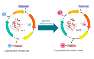 Nature Synthesis：通过硫载体蛋白介导的碳硒键形成催化合成有机硒化合物