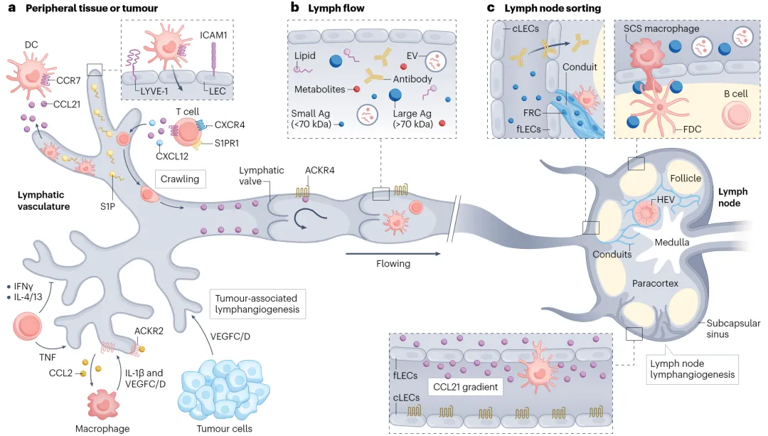  Nature Reviews Cancer：癌症免疫治疗时代的淋巴管