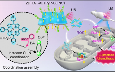 ACS Nano：具有pH/超声双重响应性的协同自组装AuTPyP-Cu金属有机框架用于触发铜死亡增强的化疗