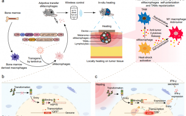 Nat. Commun：工程型热诱导巨噬细胞的促炎极化可在肿瘤免疫治疗中重编程肿瘤免疫微环境