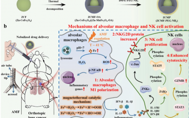 Angew：基于温和磁热的免疫激活用于实现原位肺癌的雾化治疗